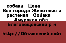 собаки › Цена ­ 2 500 - Все города Животные и растения » Собаки   . Амурская обл.,Благовещенский р-н